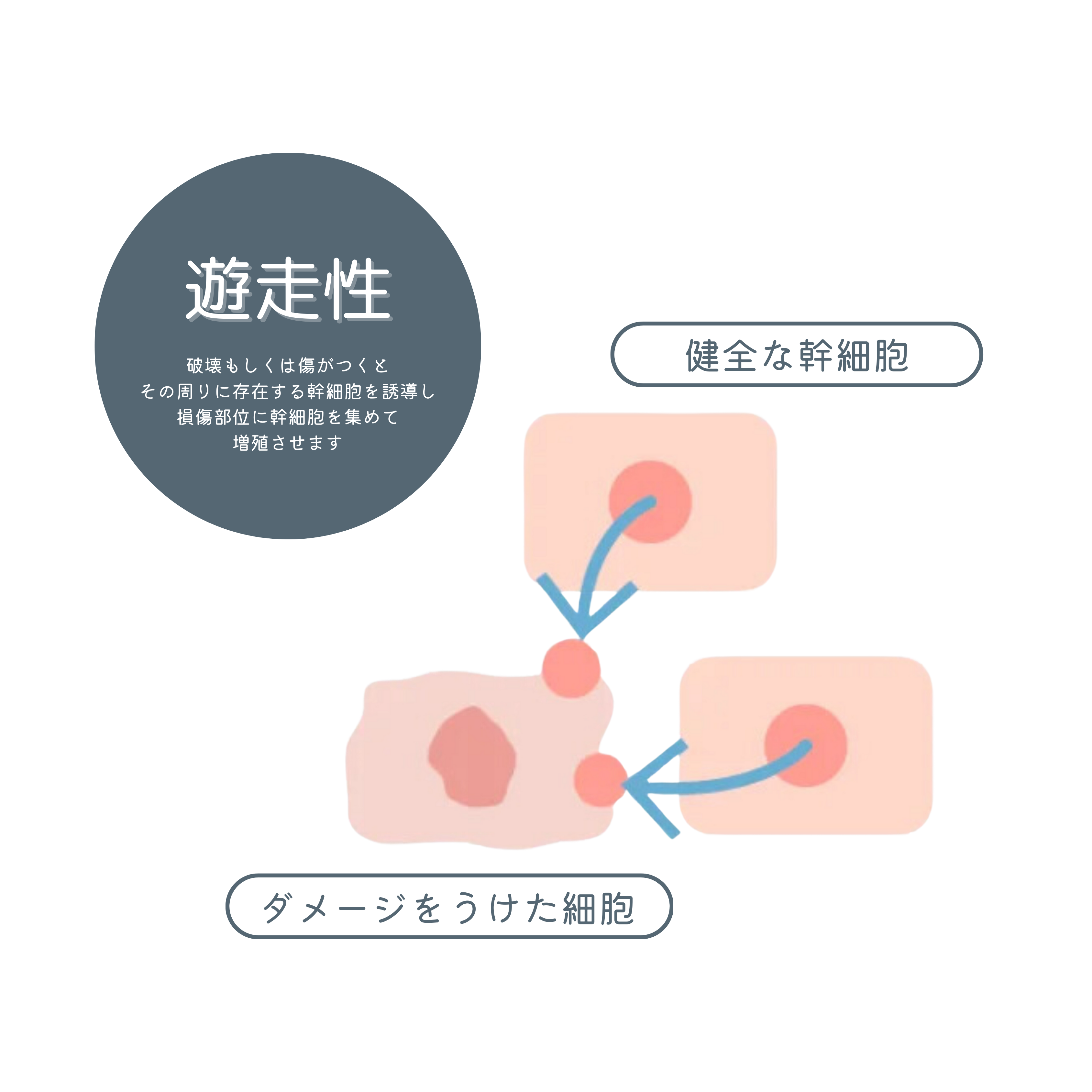 細胞の遊走性について